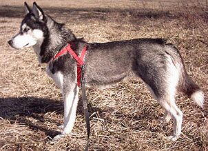 Siberian Husky Foto der Ganzaufnahme