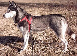 Ein Siberien Husky