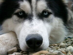 Siberian Husky Foto des Kopfes