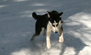 Siberian Husky Foto vom Hund im Schnee