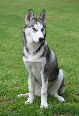 Siberian Husky Foto Hund macht Sitz